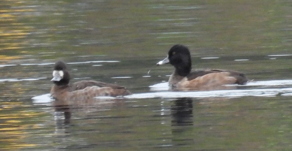 Aythya sp. - ML647454517