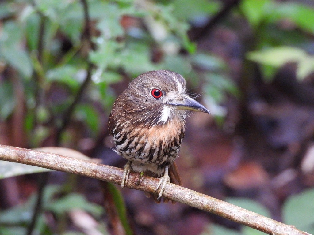 Белоусая пуховка - ML647454518