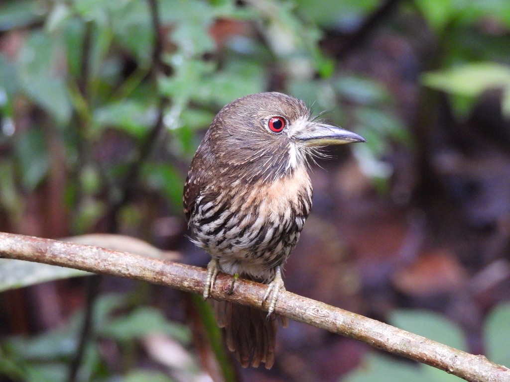 Белоусая пуховка - ML647454519