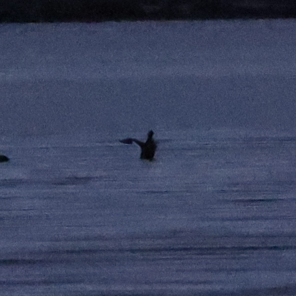 Турпан - ML647454521