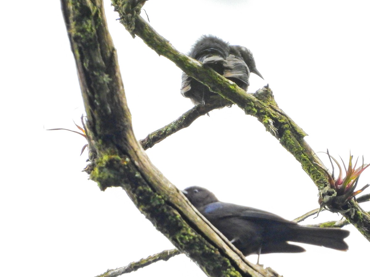 Белошапочный конусоклюв - ML647454522