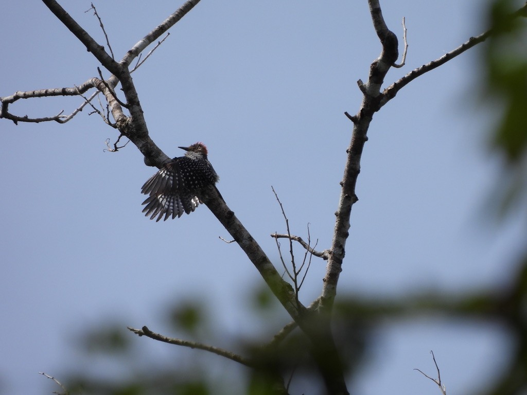 Красношапочный дятел - ML647454525