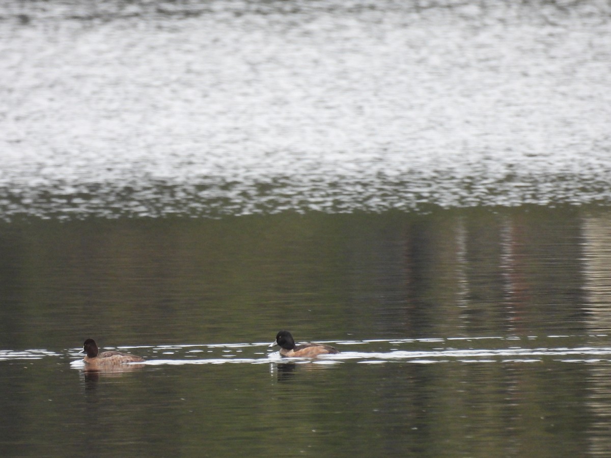 Aythya sp. - ML647454527