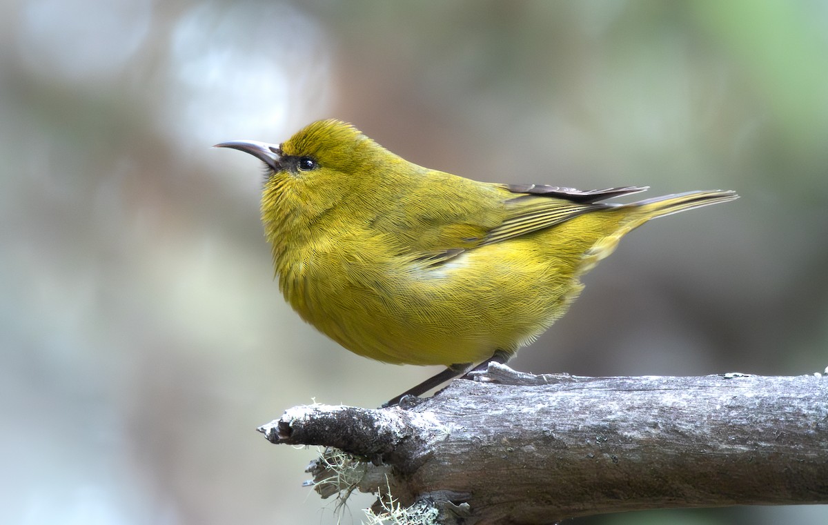 Зелёная амакихи (wilsoni) - ML647454532