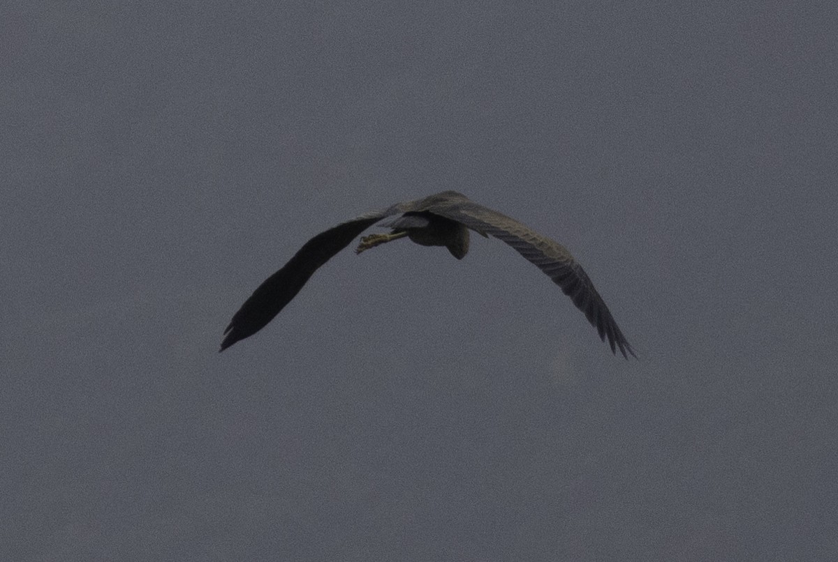 Рыжая цапля - ML647454534