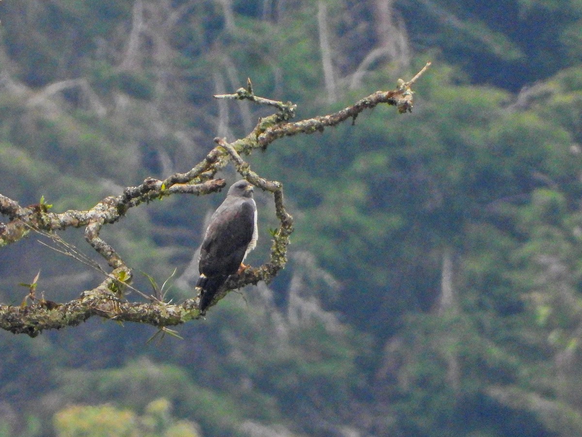 Белохвостая агуйя - ML647454537