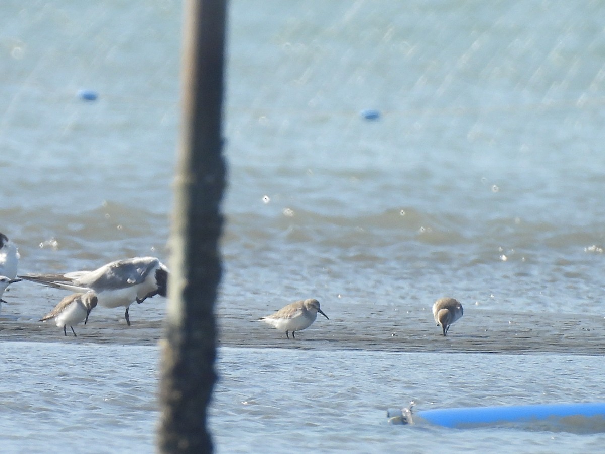 Чернозобик - ML647454541