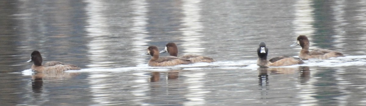 Aythya sp. - ML647454542