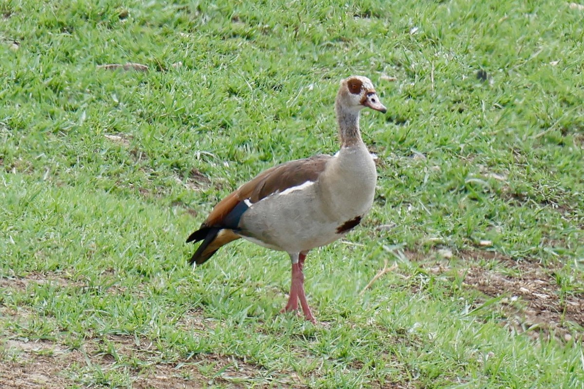 Нильский гусь - ML647454544