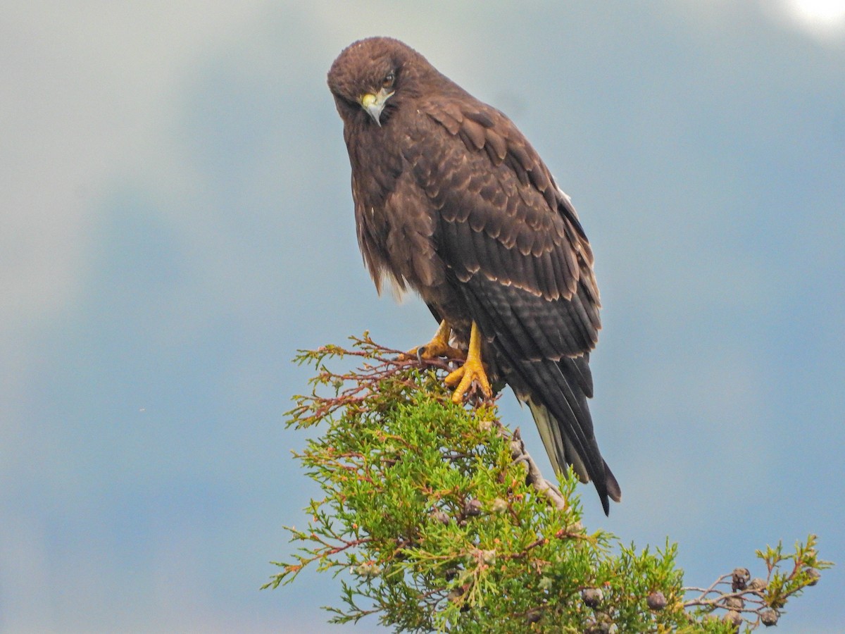 Белохвостая агуйя - ML647454545