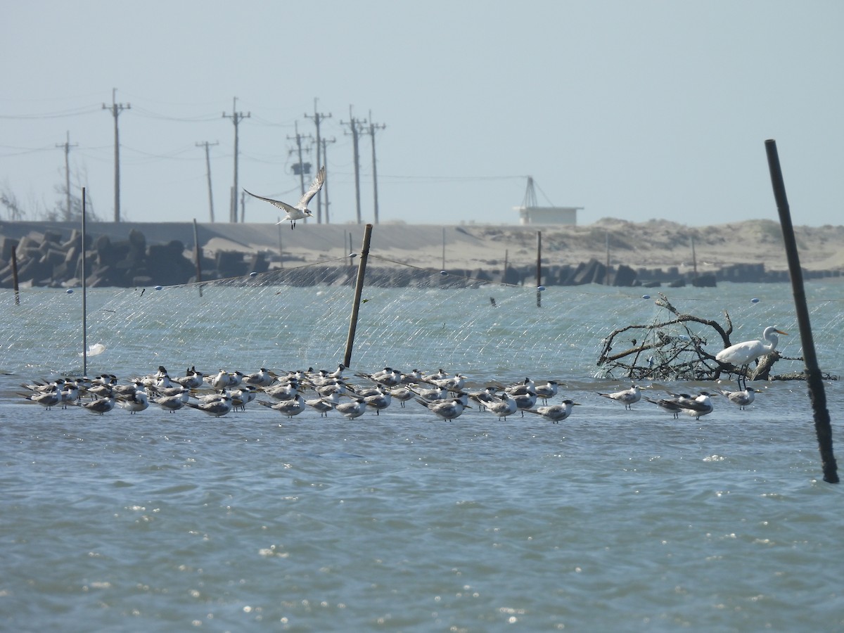 Хохлатая крачка - ML647454546