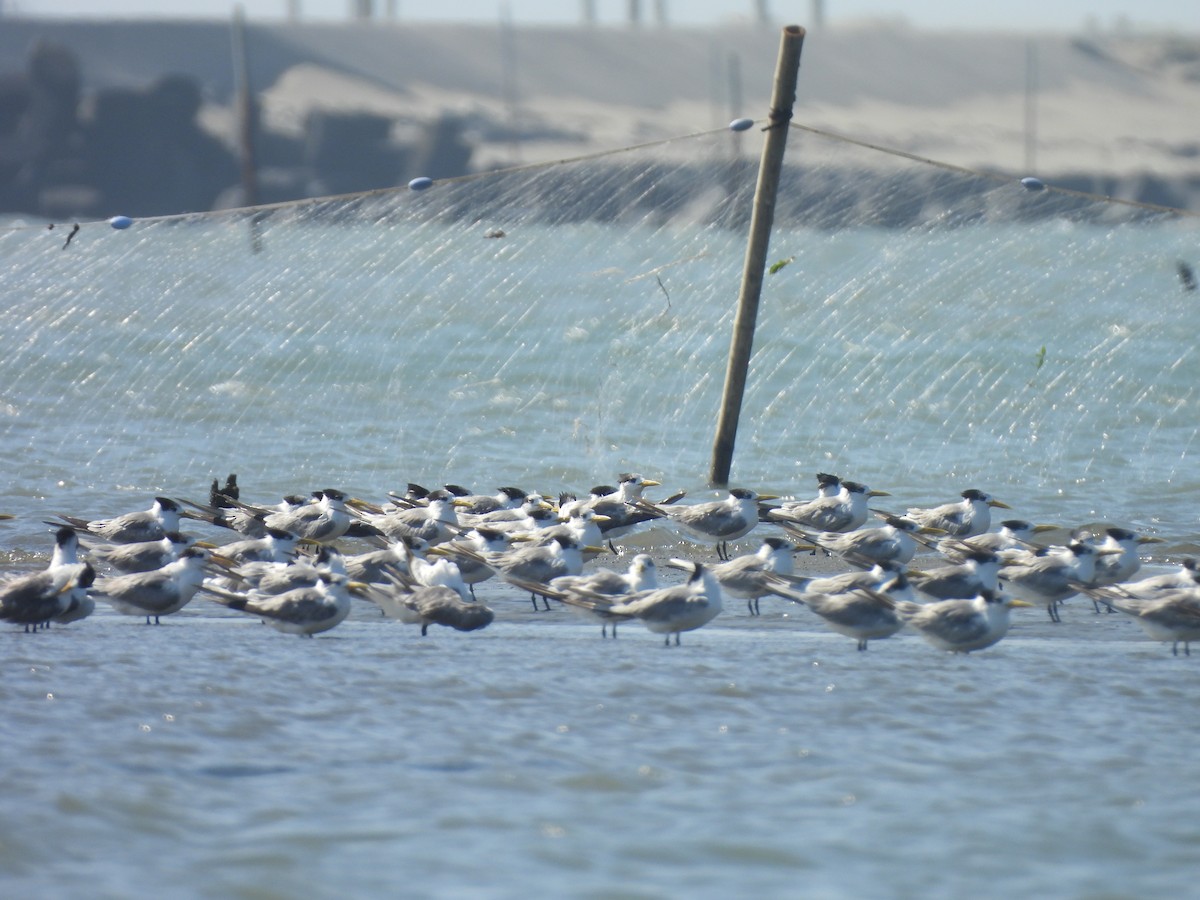 Хохлатая крачка - ML647454547