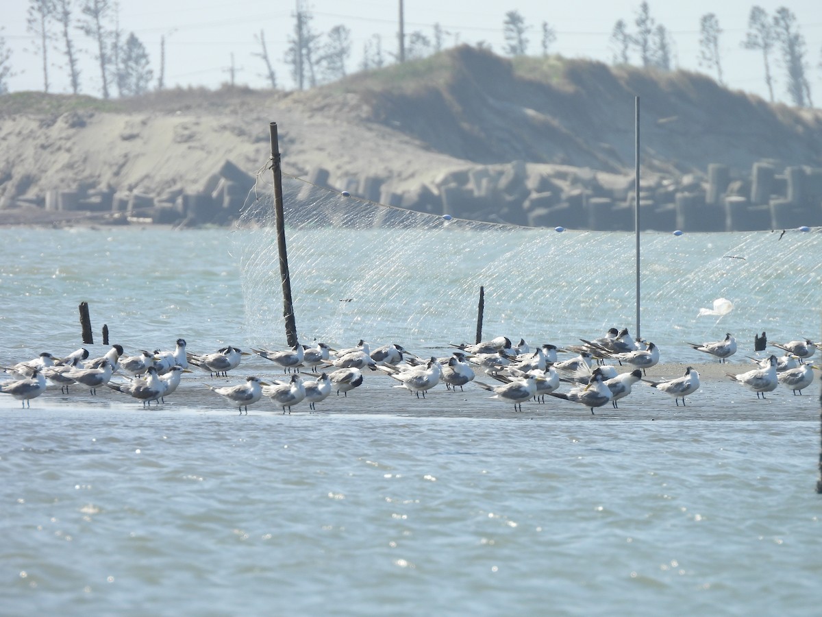 Great Crested Tern - ML647454548