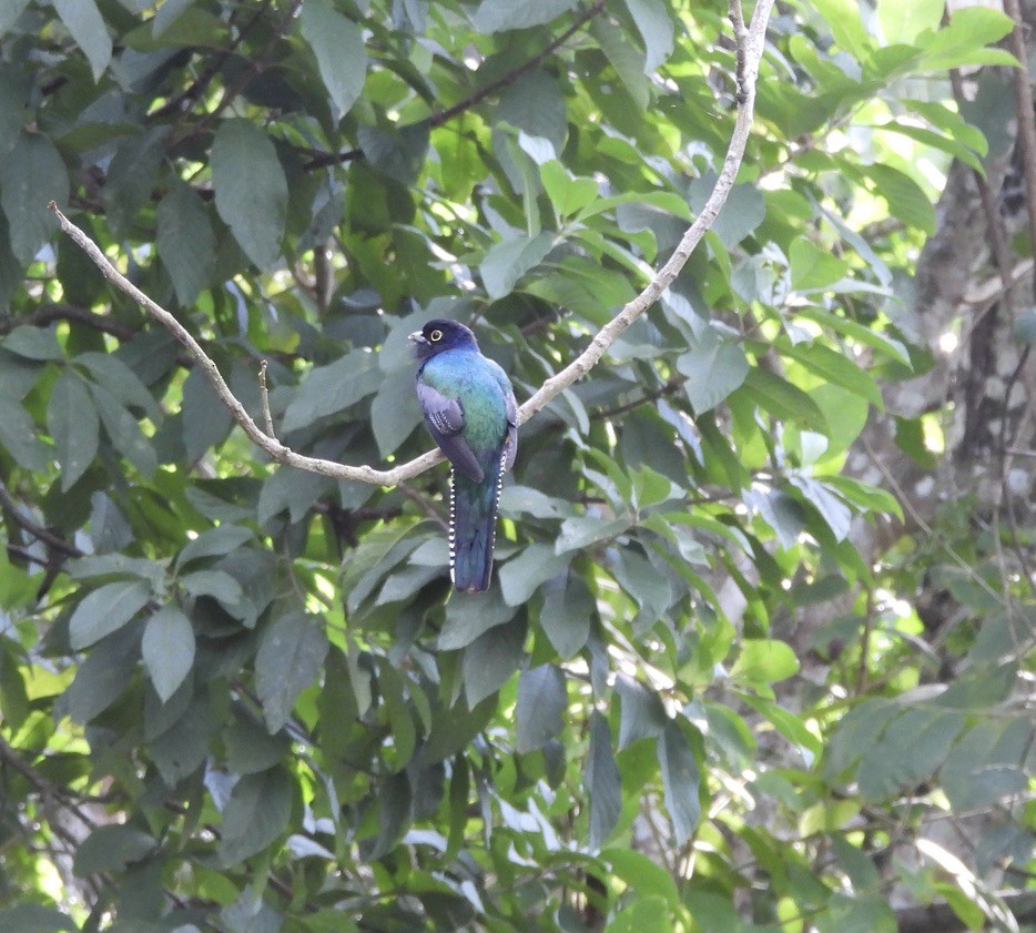 Mor Trogon - ML647454557