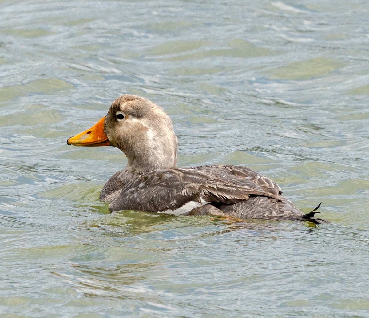 Flightless Steamer-Duck - ML647454560