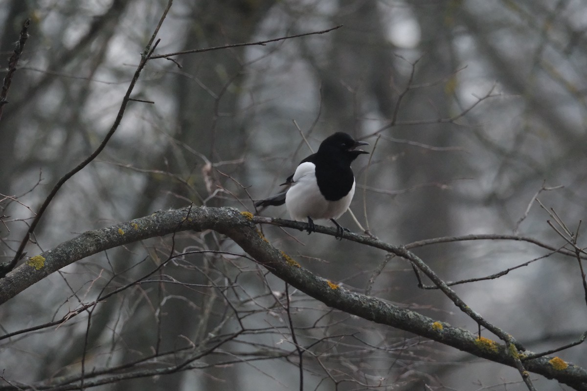 Eurasian Magpie - ML647454562