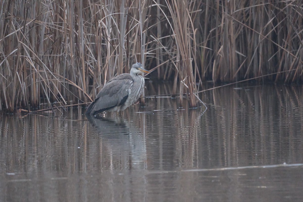 Gray Heron - ML647454564