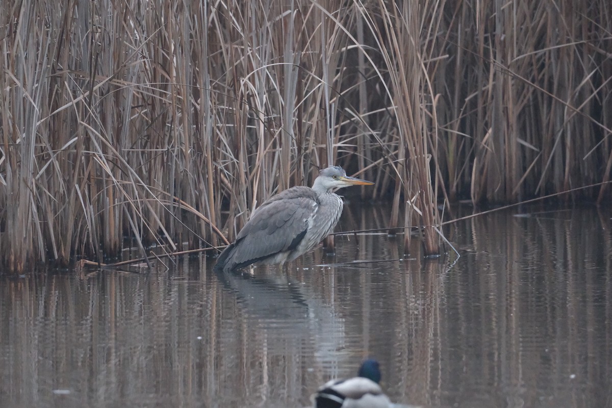 Gray Heron - ML647454565