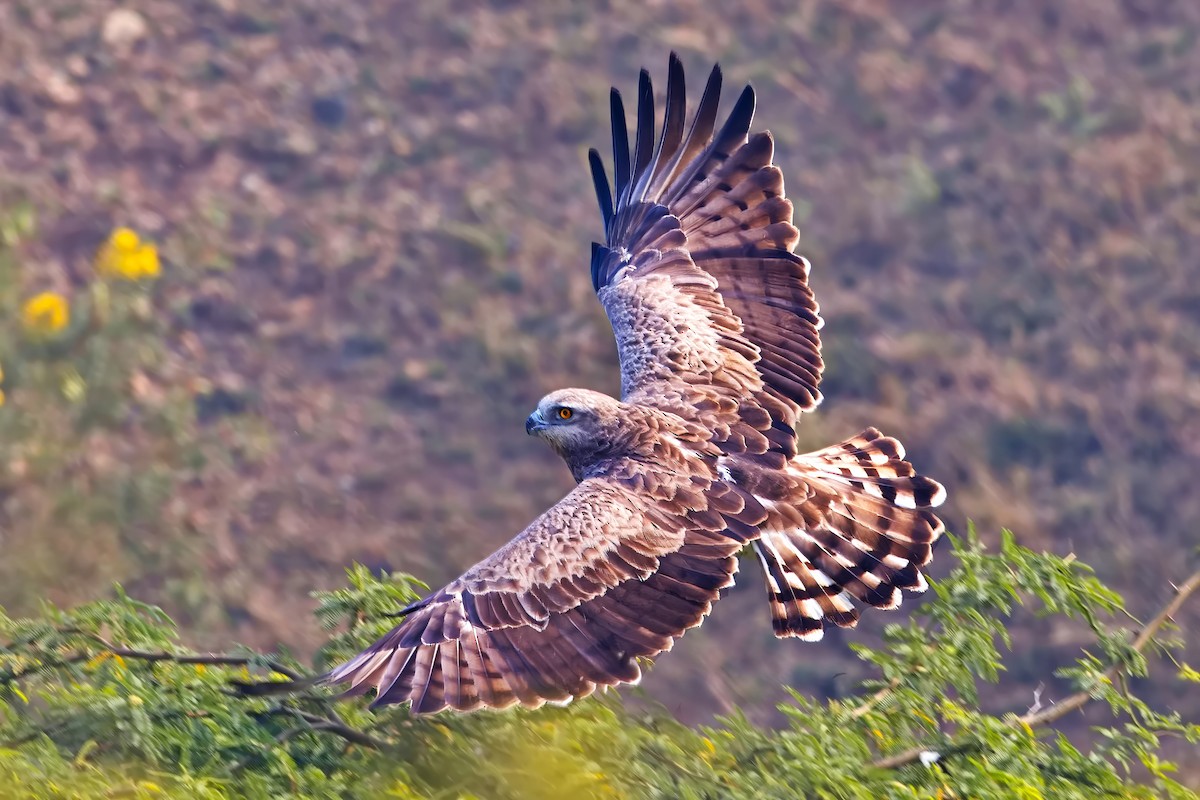 Short-toed Snake-Eagle - ML647454568