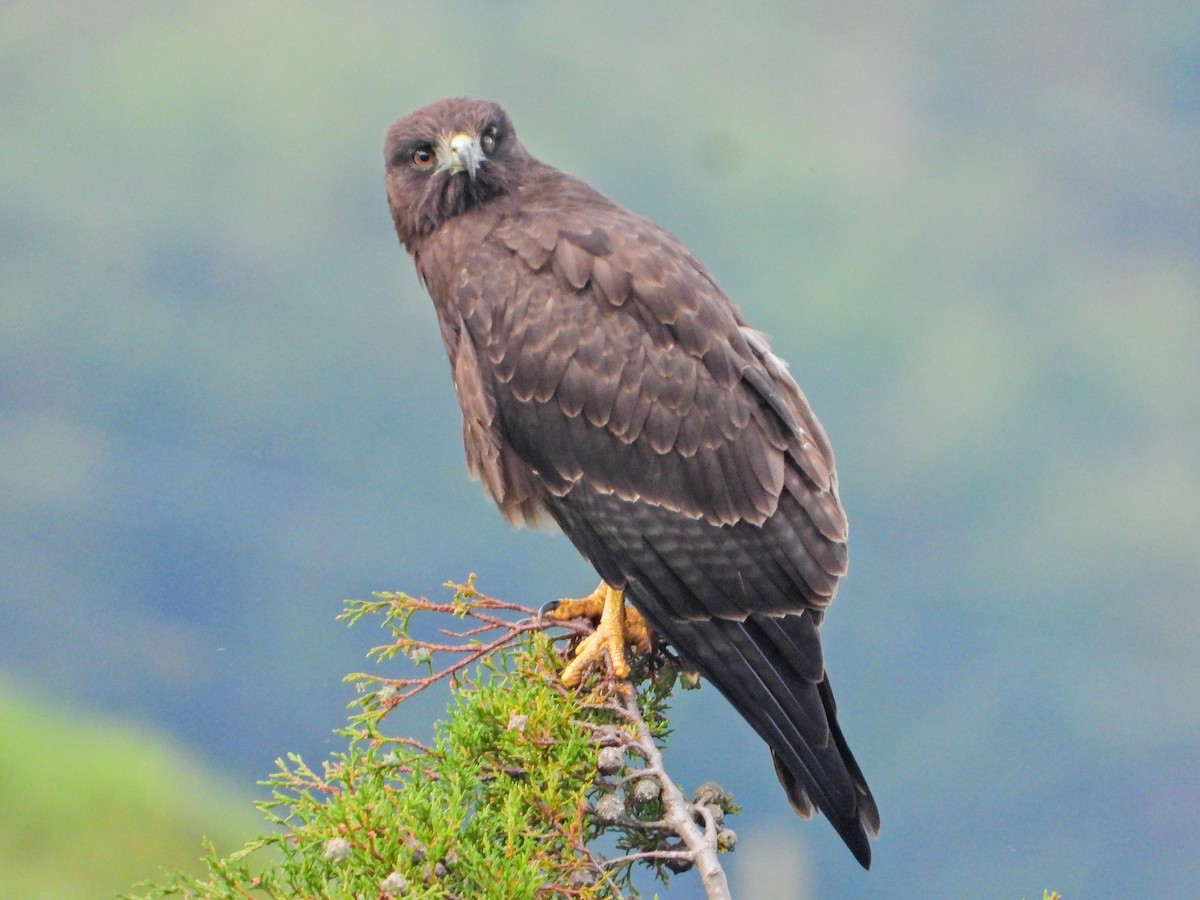 White-tailed Hawk - ML647454570