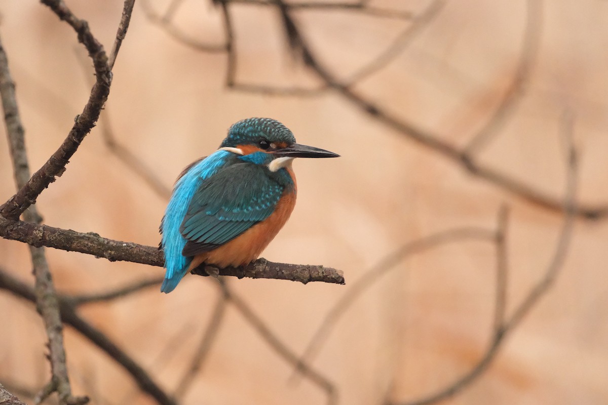 Common Kingfisher - ML647454572