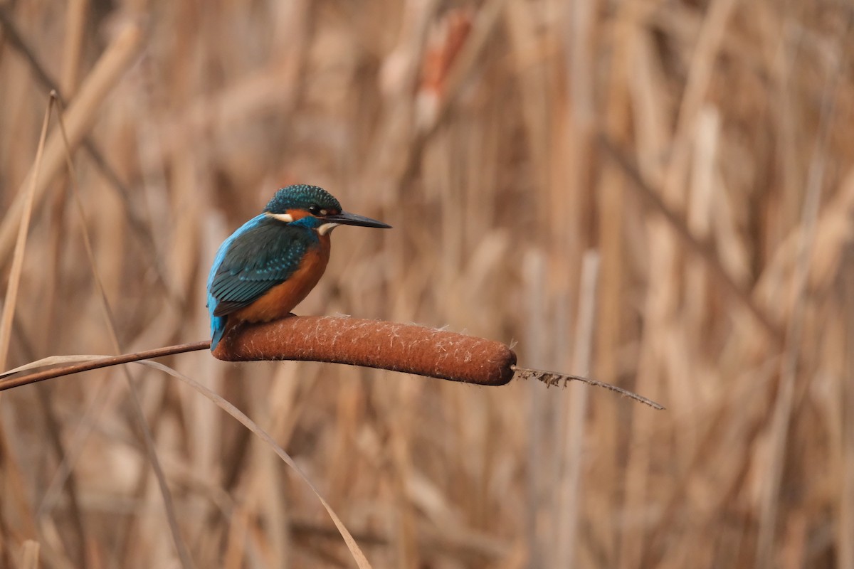 Common Kingfisher - ML647454573