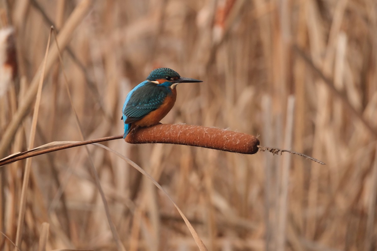 Common Kingfisher - ML647454575