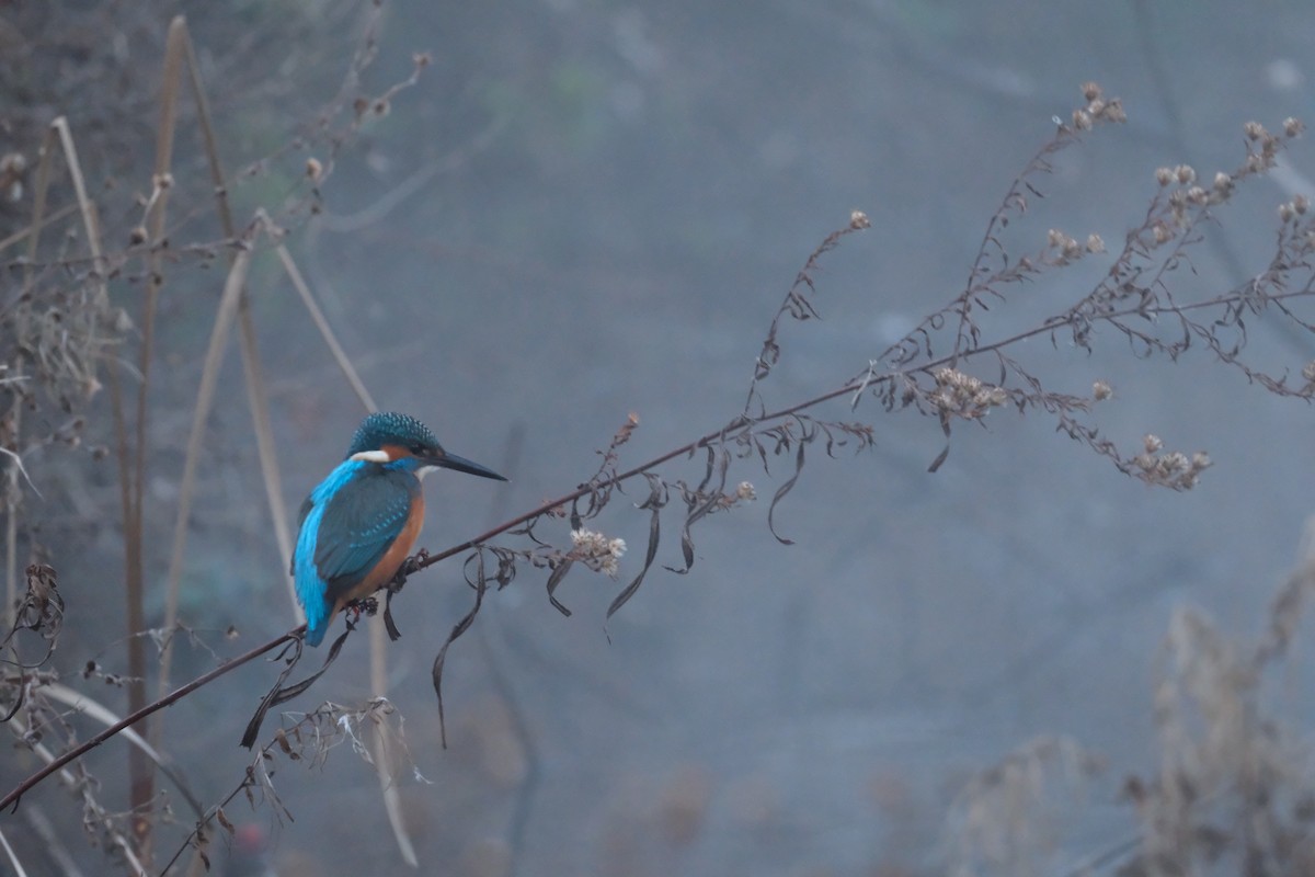 Common Kingfisher - ML647454576