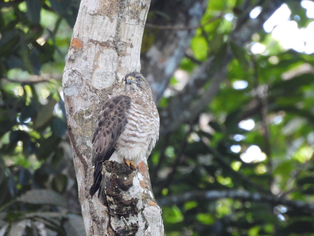 Broad-winged Hawk - ML647454578