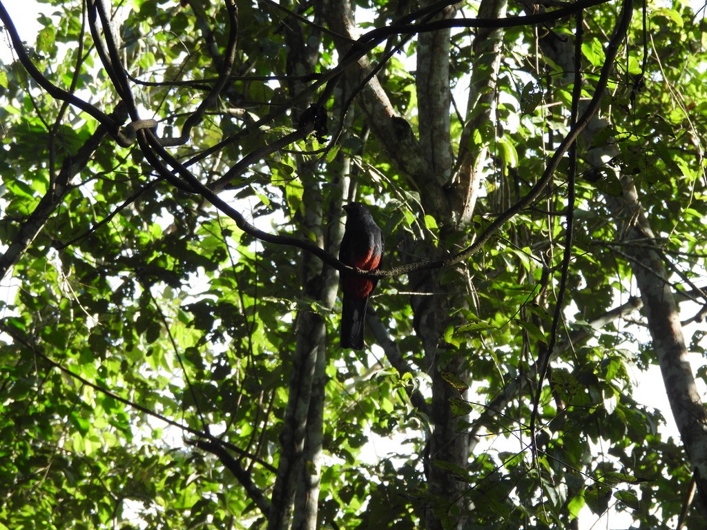 Slaty-tailed Trogon - ML647454590