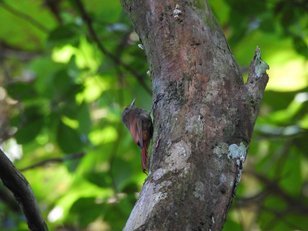 Olivaceous Woodcreeper - ML647454592