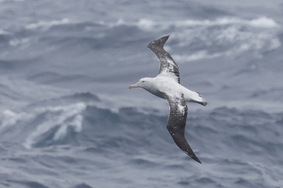 Antipodean Albatross - ML647454595