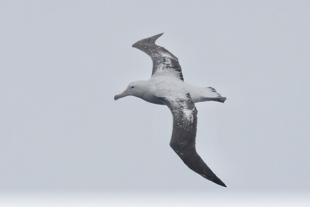 Antipodean Albatross - ML647454596