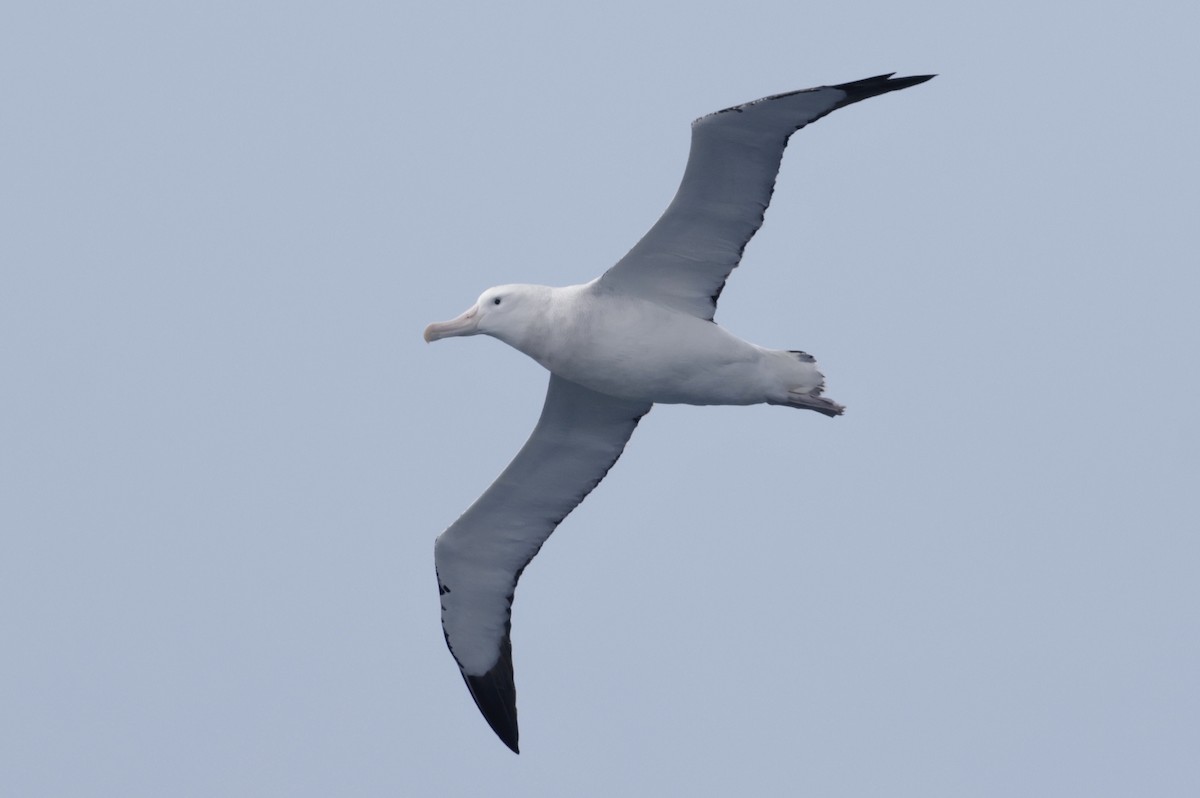 Antipodean Albatross - ML647454597