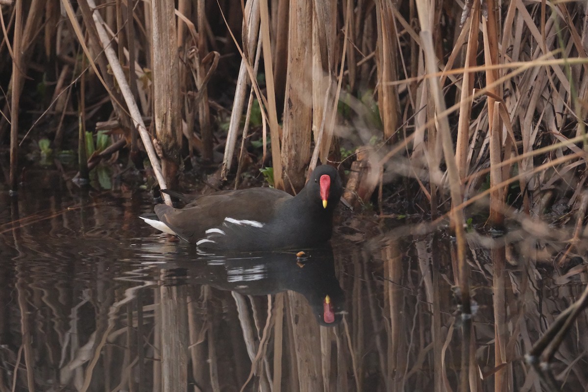 Eurasian Moorhen - ML647454598