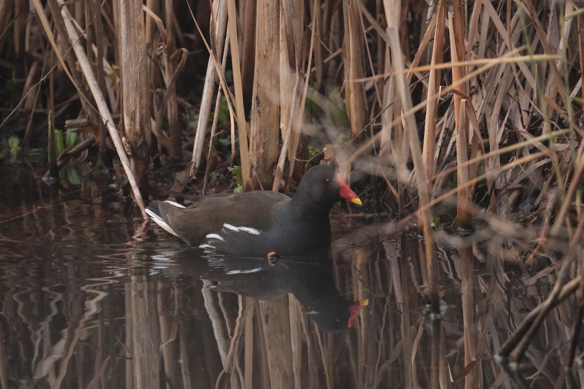 Eurasian Moorhen - ML647454600