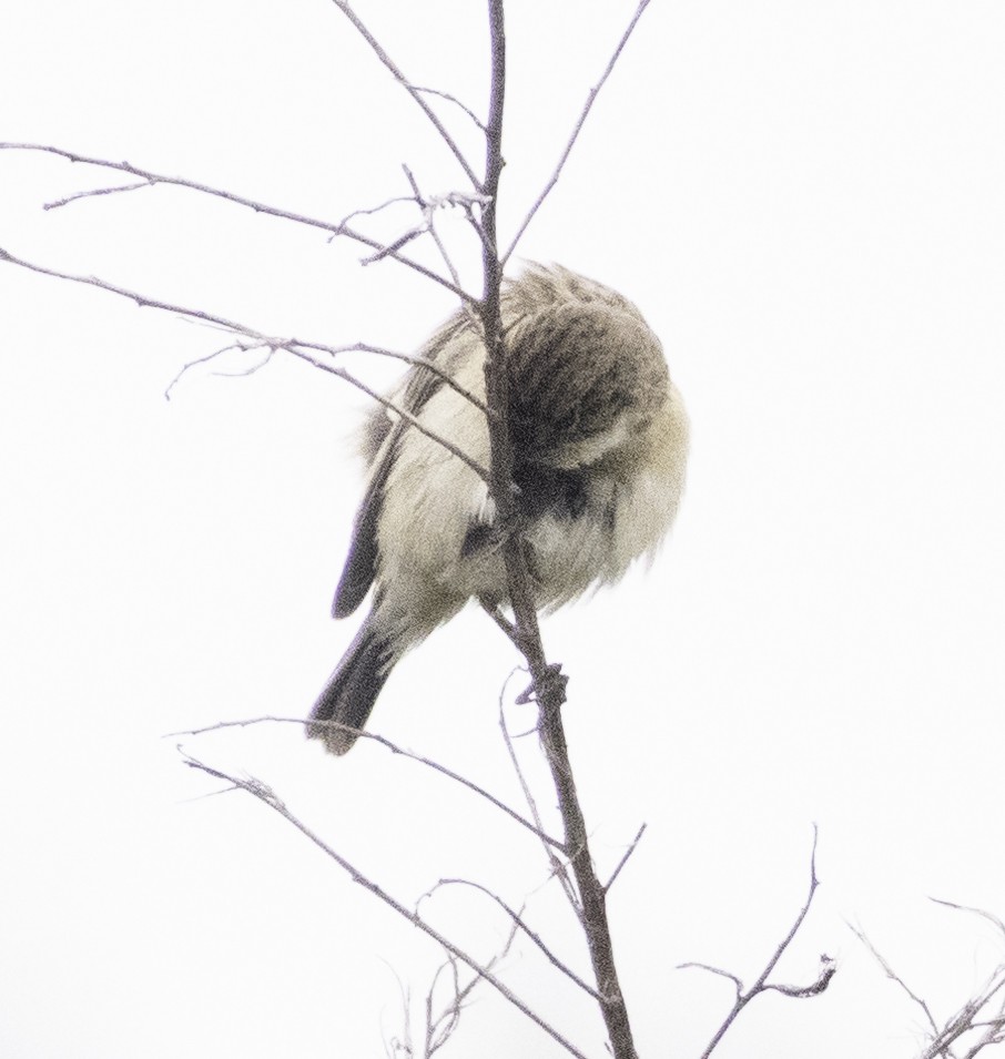 Taiga Flycatcher - ML647454601