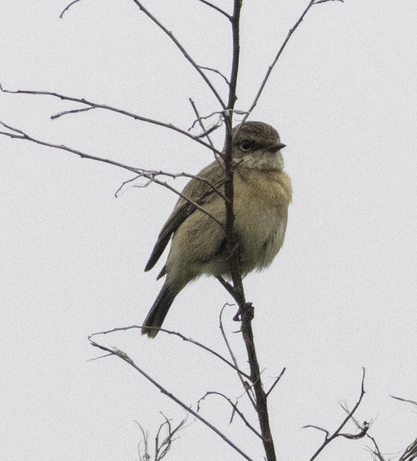 Taiga Flycatcher - ML647454602
