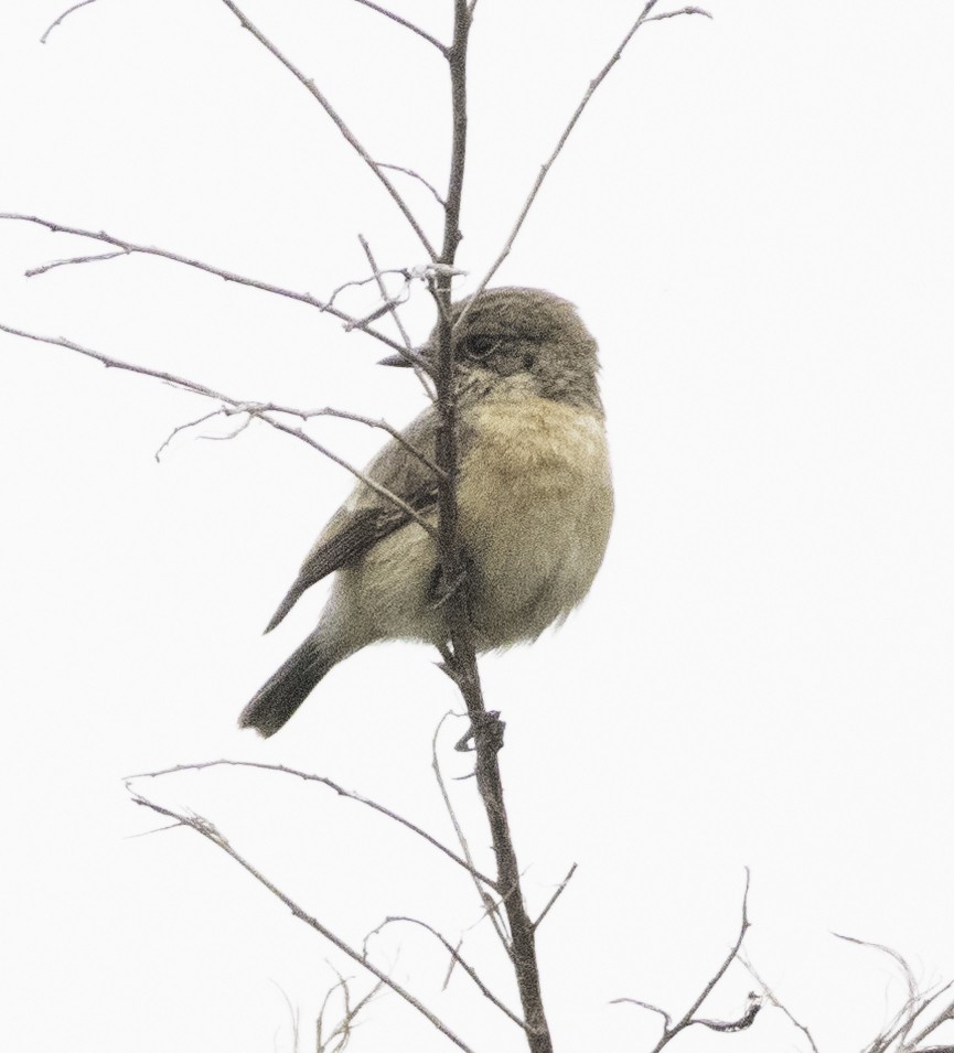Taiga Flycatcher - ML647454603