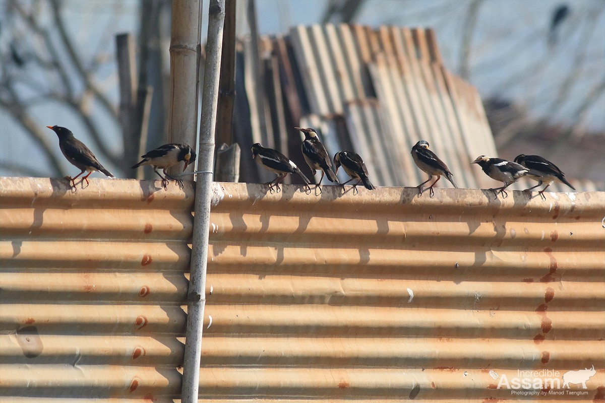 Miná de Jungla - ML647454604