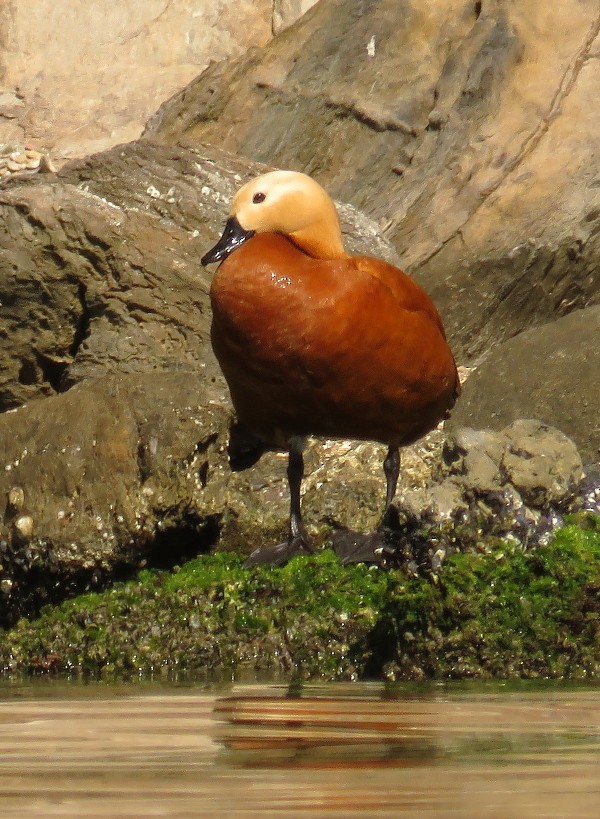 Tarro Canelo - ML647454605