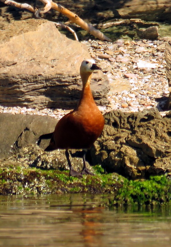 Tarro Canelo - ML647454606