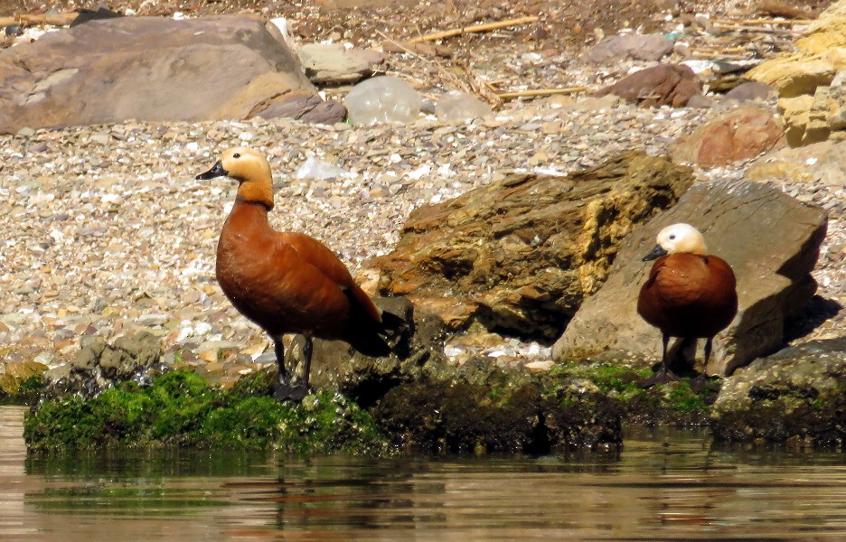 Tarro Canelo - ML647454607