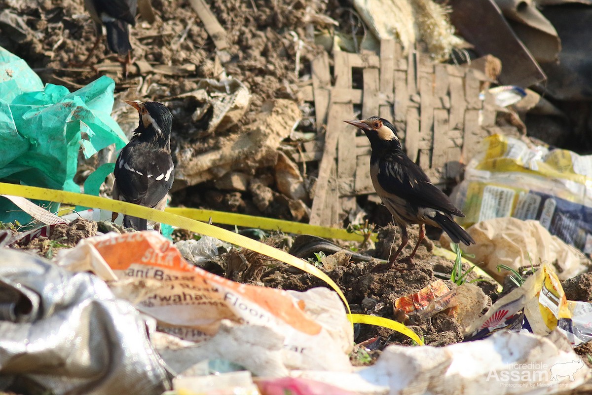 Estornino Pío Común - ML647454609