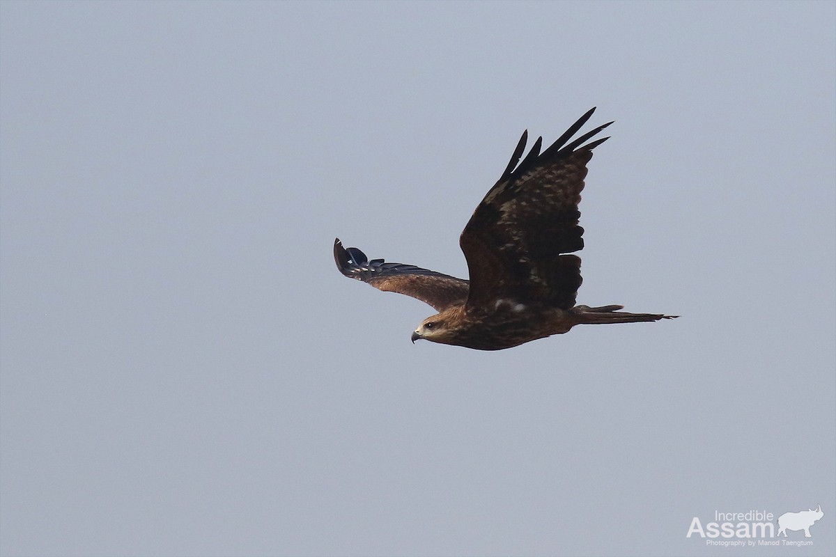 Milano Negro - ML647454610