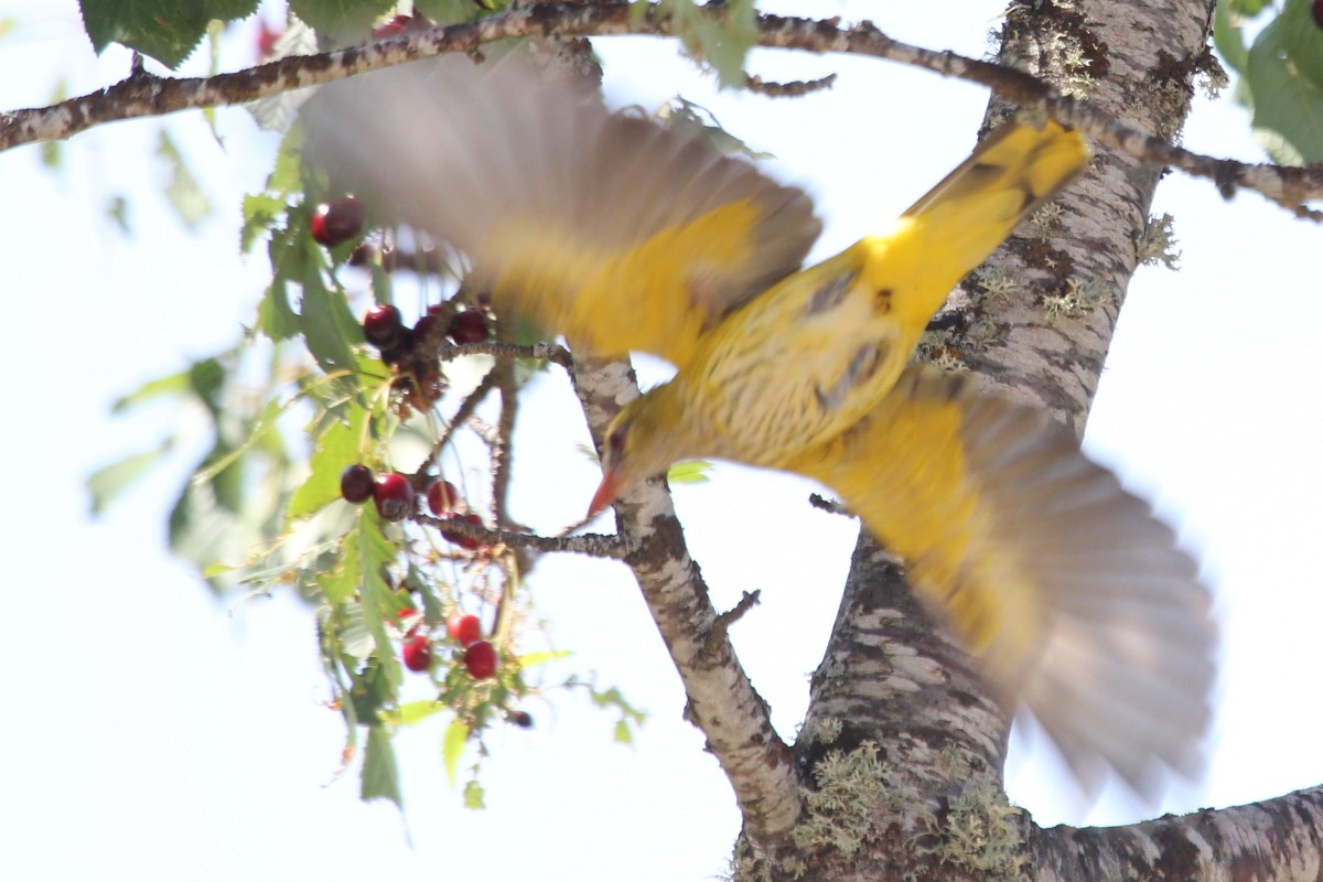 Oropéndola Europea - ML647454611