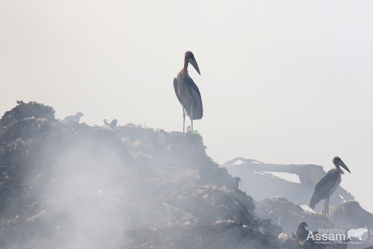 Marabú Argala - ML647454613