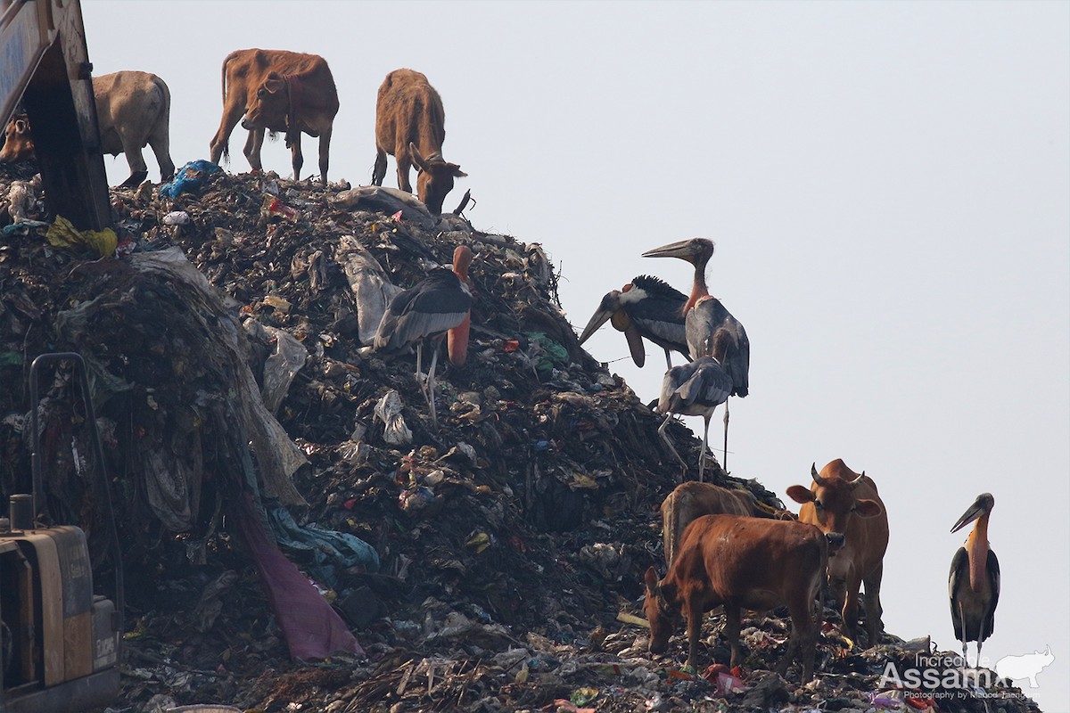 Marabú Argala - ML647454614