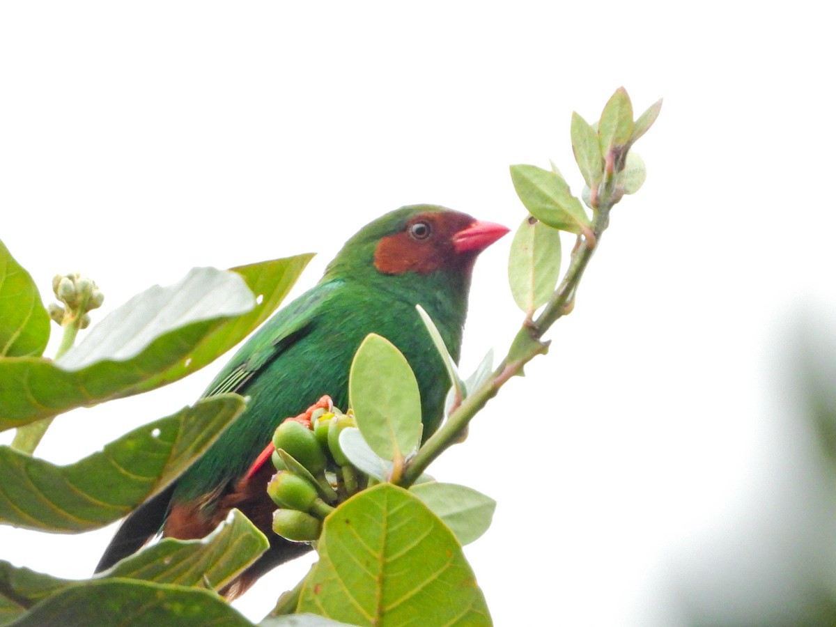 Tangara Lorito - ML647454617