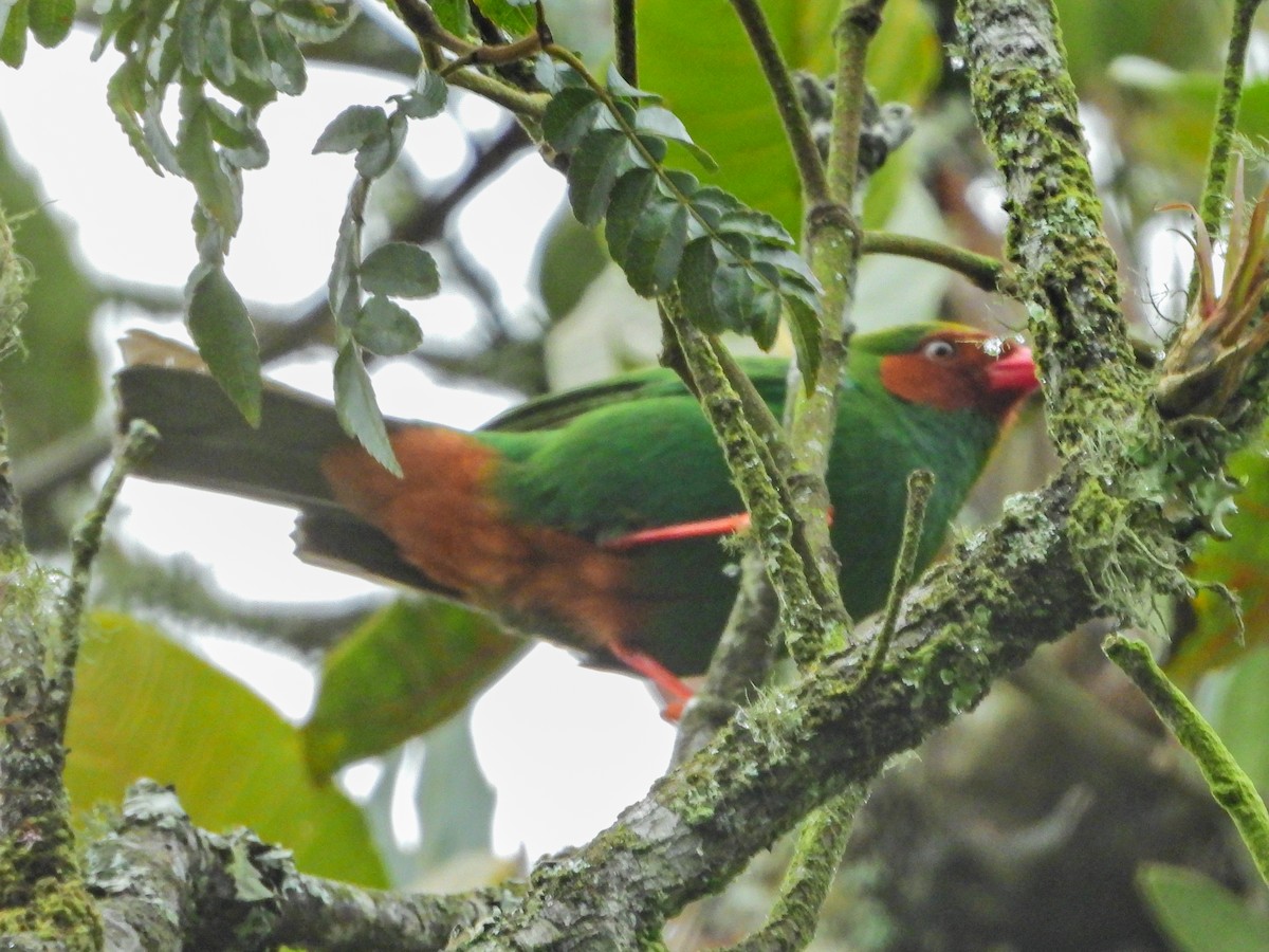 Tangara Lorito - ML647454621